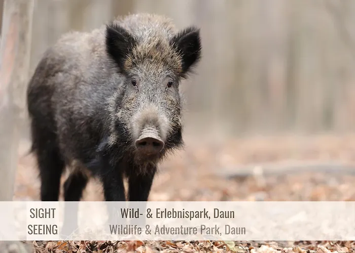 Kamin-apartment Bodanum Mit Eigener Terrasse - Naturnahe Ortsrandlage - Vdsl - 10 Min Zum Nürburgring *